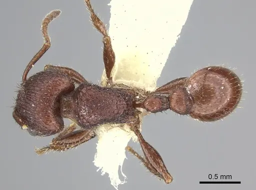 Pogonomyrmex pima - CASENT0217279