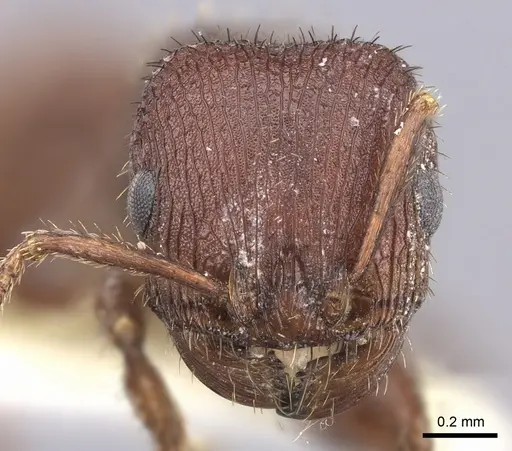 Pogonomyrmex pima - CASENT0217279