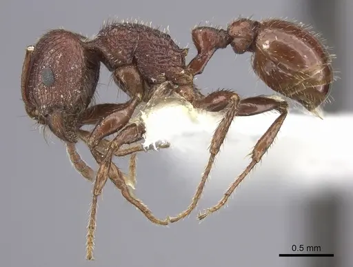 Pogonomyrmex pima - CASENT0217279