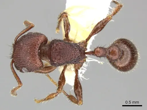 Pogonomyrmex pima - CASENT0235318