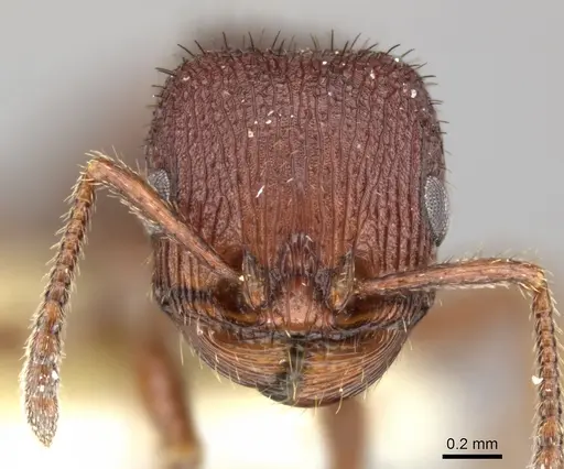 Pogonomyrmex pima - CASENT0235318