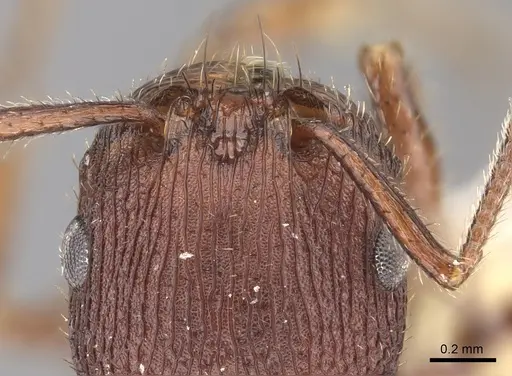 Pogonomyrmex pima - CASENT0235318