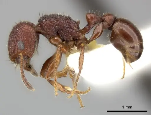 Pogonomyrmex pima - CASENT0235318