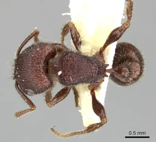Pogonomyrmex pima - CASENT0235319