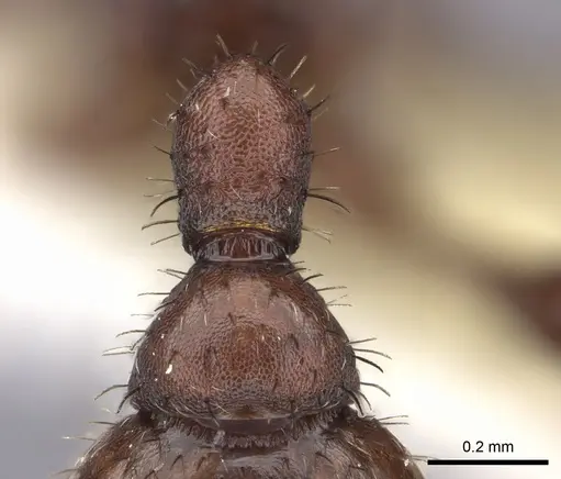 Pogonomyrmex pima - CASENT0235319