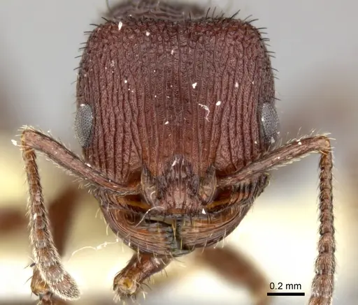 Pogonomyrmex pima - CASENT0235319