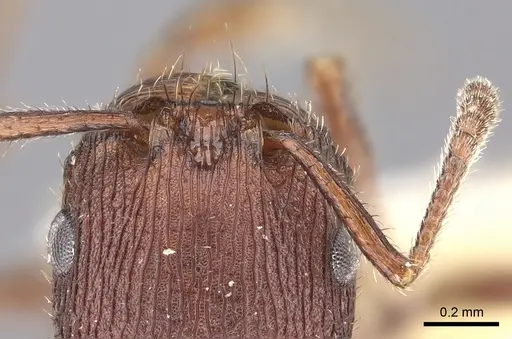 Pogonomyrmex pima - CASENT0235319