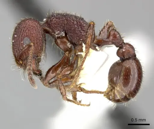 Pogonomyrmex pima - CASENT0235319