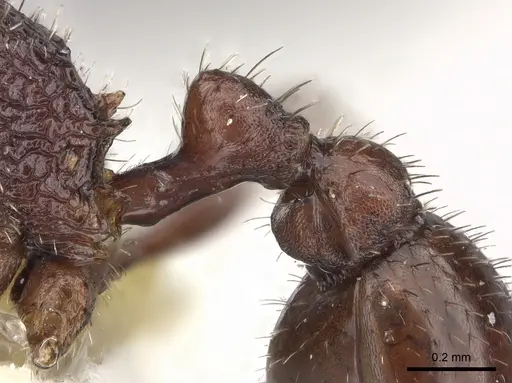 Pogonomyrmex pima - CASENT0235319