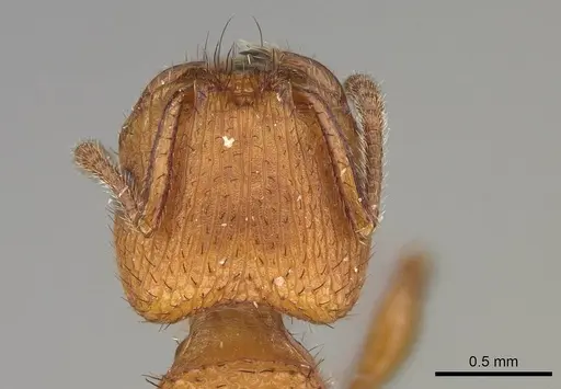 Pogonomyrmex pima - CASENT0914105