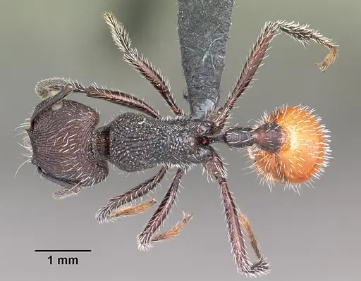 Pogonomyrmex pronotalis specimen