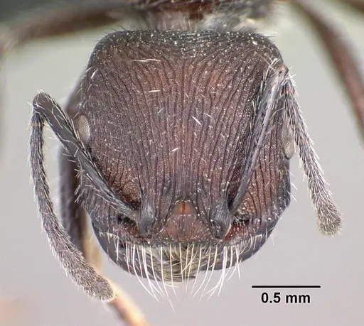 Pogonomyrmex pronotalis specimen