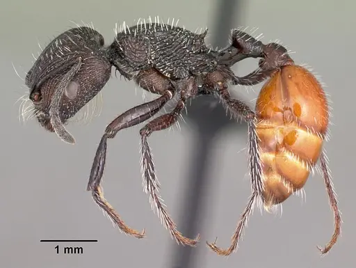 Pogonomyrmex pronotalis specimen