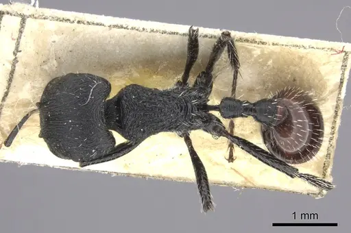 Pogonomyrmex pronotalis - CASENT0235277