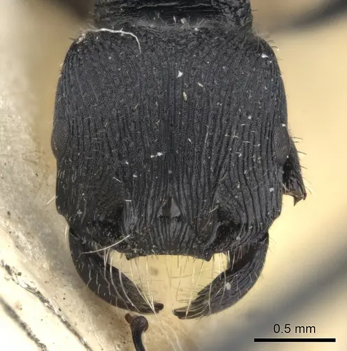 Pogonomyrmex pronotalis - CASENT0235277