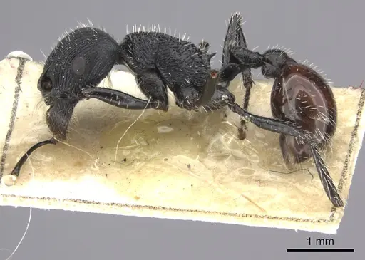Pogonomyrmex pronotalis - CASENT0235277