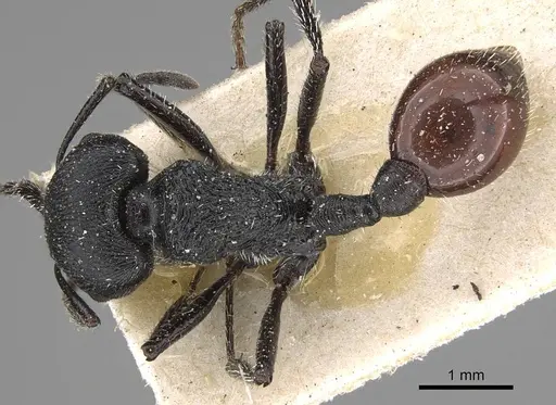 Pogonomyrmex pronotalis - CASENT0914122