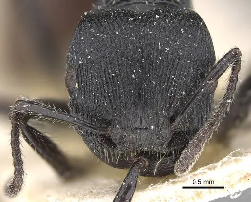 Pogonomyrmex pronotalis - CASENT0914122