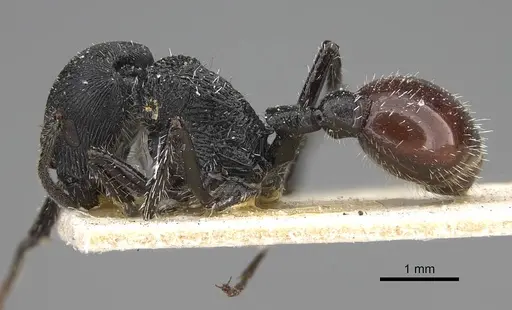 Pogonomyrmex pronotalis - CASENT0914122