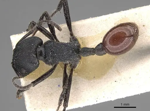 Pogonomyrmex pronotalis - CASENT0914123