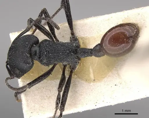 Pogonomyrmex pronotalis - CASENT0914123