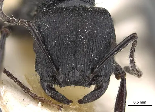 Pogonomyrmex pronotalis - CASENT0914123