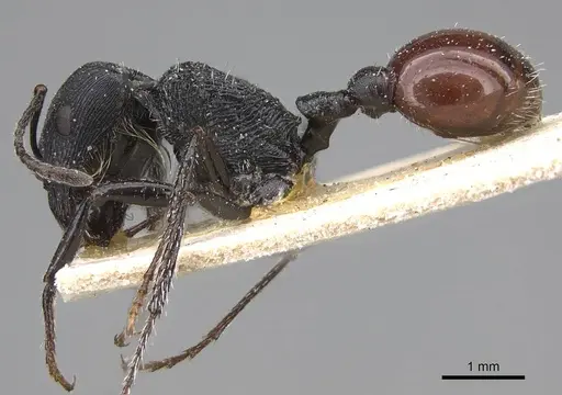 Pogonomyrmex pronotalis - CASENT0914123