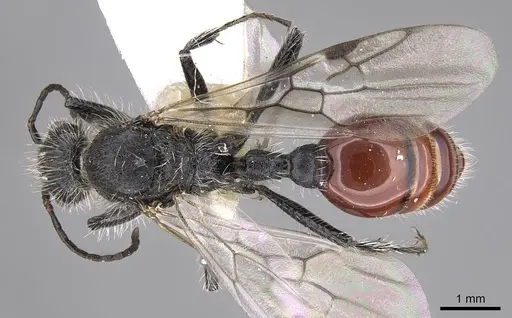 Pogonomyrmex pronotalis - CASENT0914369