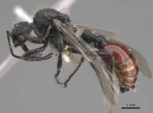 Pogonomyrmex pronotalis - CASENT0914369