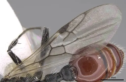 Pogonomyrmex pronotalis - CASENT0914369