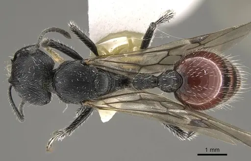 Pogonomyrmex pronotalis - CASENT0914370