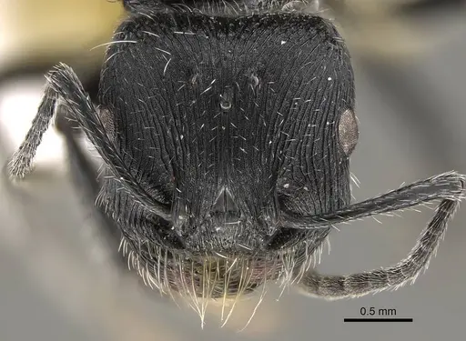 Pogonomyrmex pronotalis - CASENT0914370
