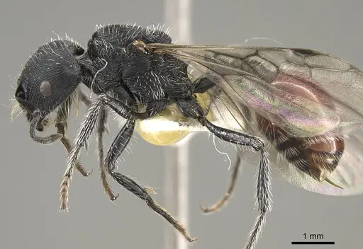 Pogonomyrmex pronotalis - CASENT0914370