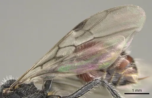 Pogonomyrmex pronotalis - CASENT0914370