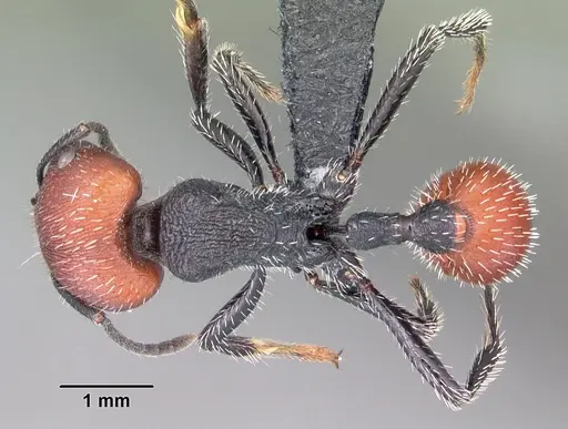 Pogonomyrmex propinquus specimen