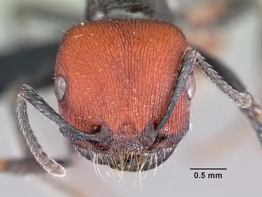 Pogonomyrmex propinquus specimen