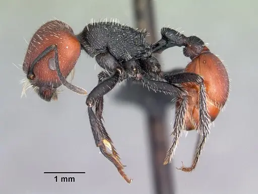 Pogonomyrmex propinquus specimen