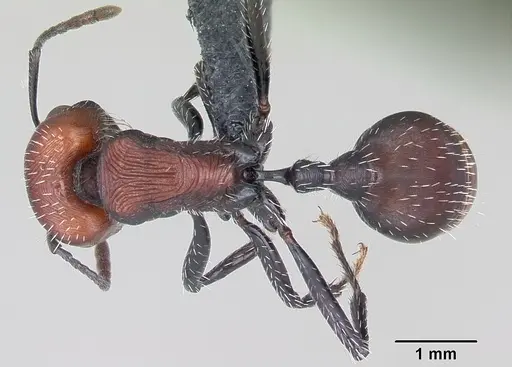 Pogonomyrmex pulchellus specimen