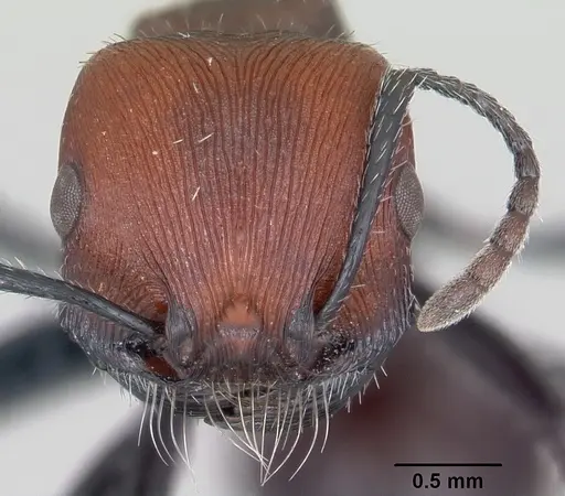 Pogonomyrmex pulchellus specimen