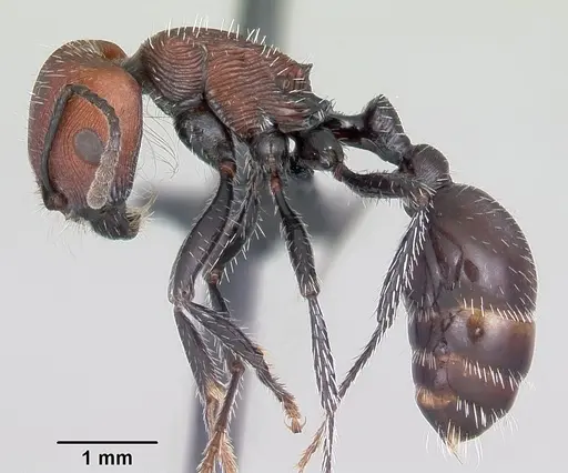 Pogonomyrmex pulchellus specimen