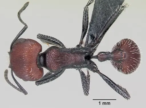 Pogonomyrmex rastratus specimen