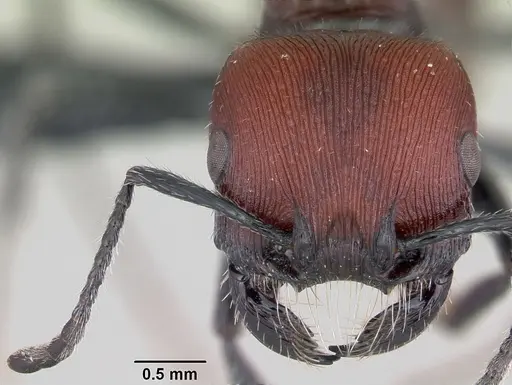 Pogonomyrmex rastratus specimen