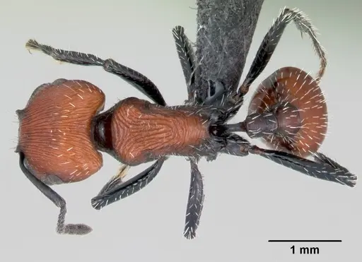 Pogonomyrmex rastratus - CASENT0172671