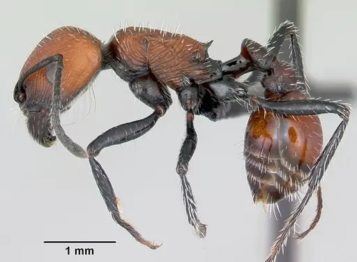 Pogonomyrmex rastratus - CASENT0172671