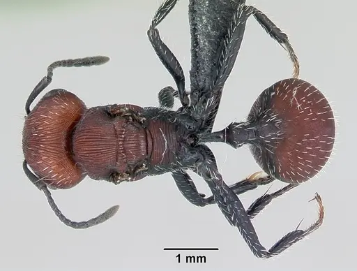 Pogonomyrmex rastratus - CASENT0172672