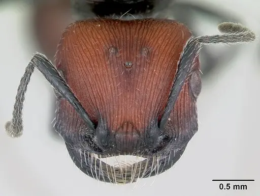 Pogonomyrmex rastratus - CASENT0172672