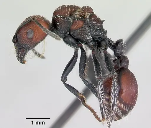 Pogonomyrmex rastratus - CASENT0172672