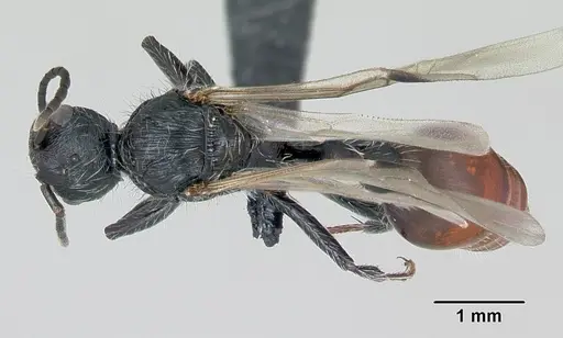 Pogonomyrmex rastratus - CASENT0172673
