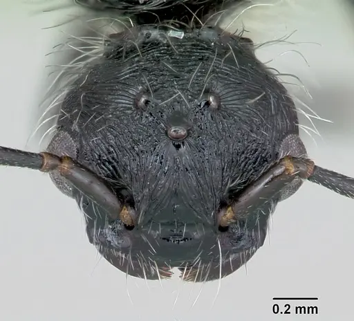 Pogonomyrmex rastratus - CASENT0172673