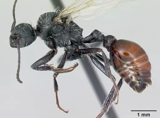 Pogonomyrmex rastratus - CASENT0172673